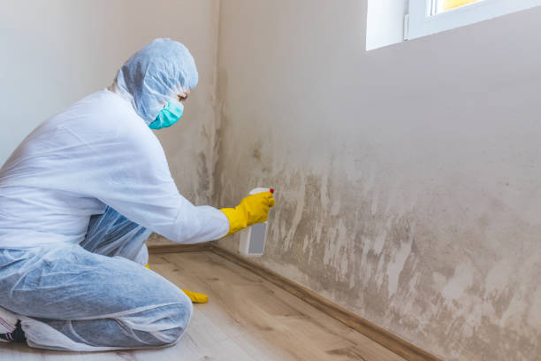 Licensed Mold Remediation service in Florida, FL - WQB Mold Removal